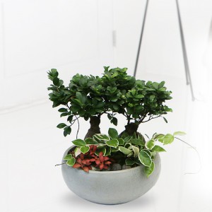 ��ǰ ������