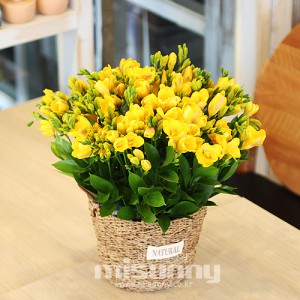 ��ǰ ������