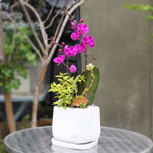 ��ǰ ������