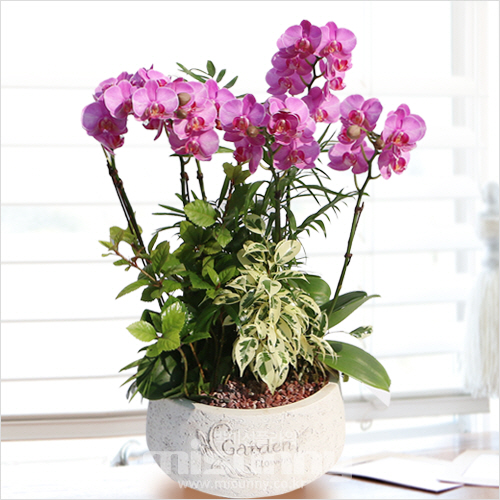 ��ǰ ������