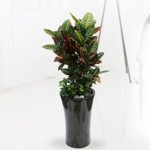 ��ǰ ������